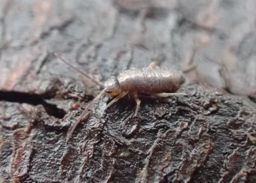 Tomocerus minor